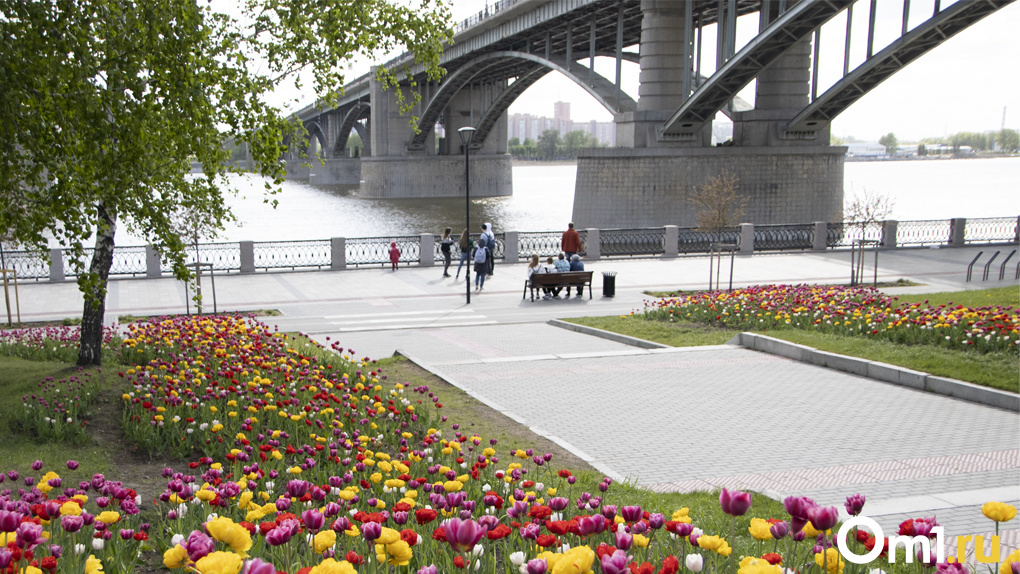 Тюльпаны распустились на Михайловской набережной в Новосибирске. ФОТО