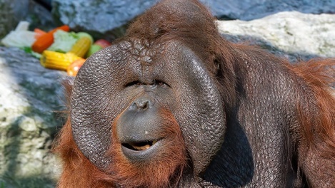 Забавное видео: знаменитый орангутан Бату из Новосибирского зоопарка оценил подарок из Оренбурга
