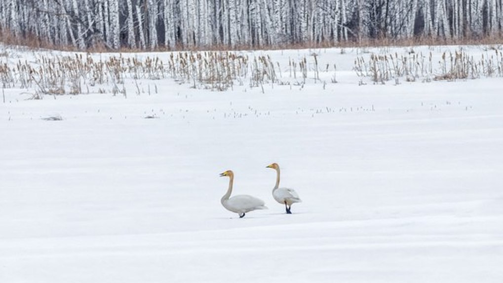 Омичей предупредили о штрафах за спасение замерзающих на водоёмах лебедей