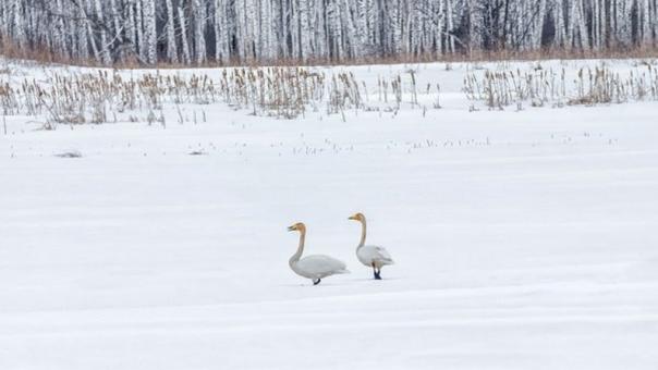 Омичей предупредили о штрафах за спасение замерзающих на водоёмах лебедей