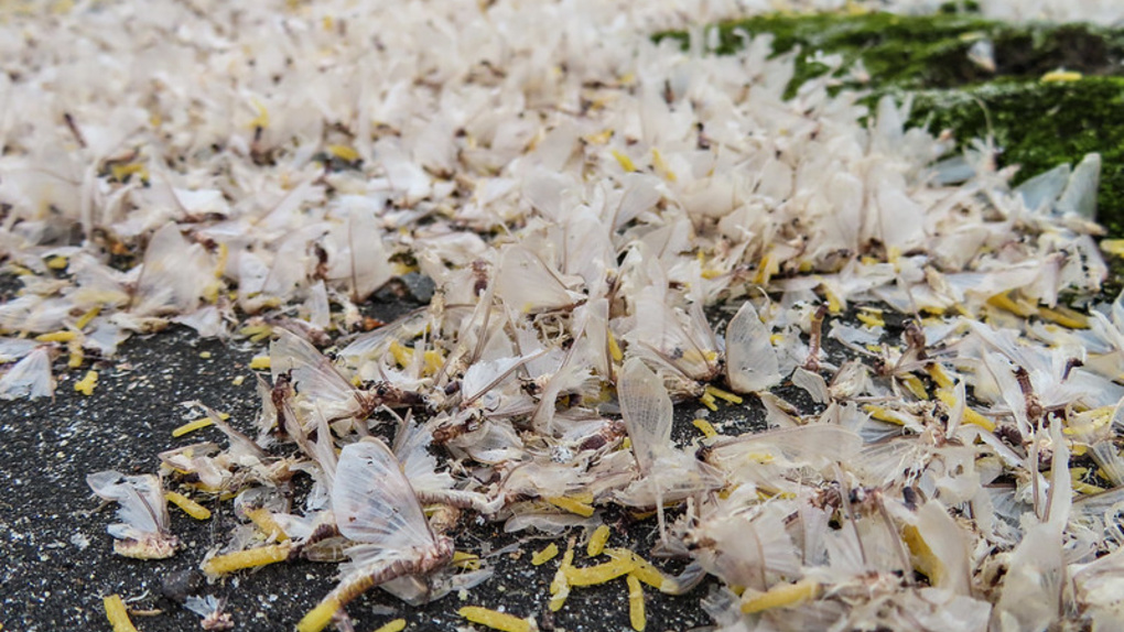 Скопление мёртвых крылатых «невест» заметили в Новосибирске