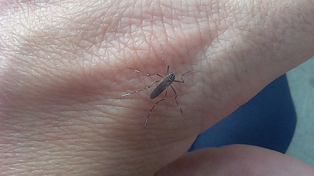 В Омске появился более агрессивный вид комаров, переносящих лихорадку денге и вирус Зика
