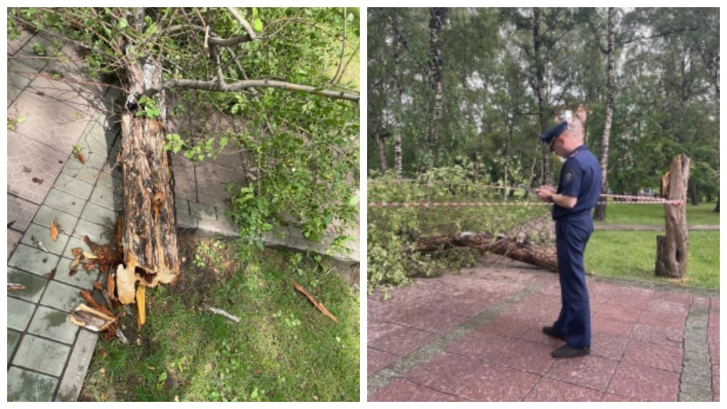 Виновата погода? Версию причины падения дерева на 9-летнего мальчика назвали в мэрии Новосибирска