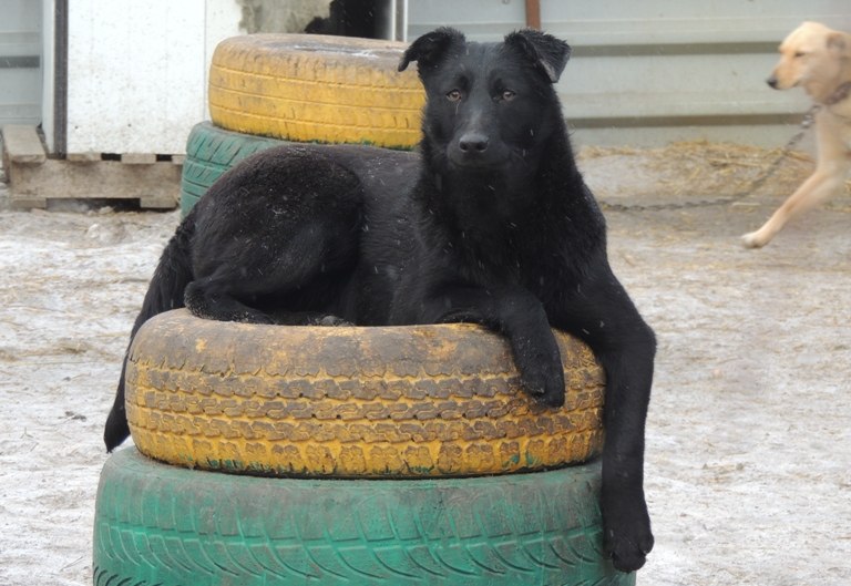 Площадки для выгула и отстрел бездомных собак обсудили в мэрии Омска