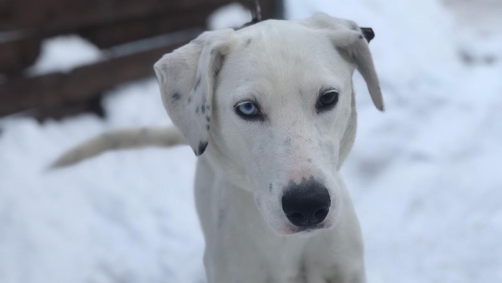 Глухого пса-альбиноса, от которого все отказались в Омске, в Канаде ждут сразу 20 семей