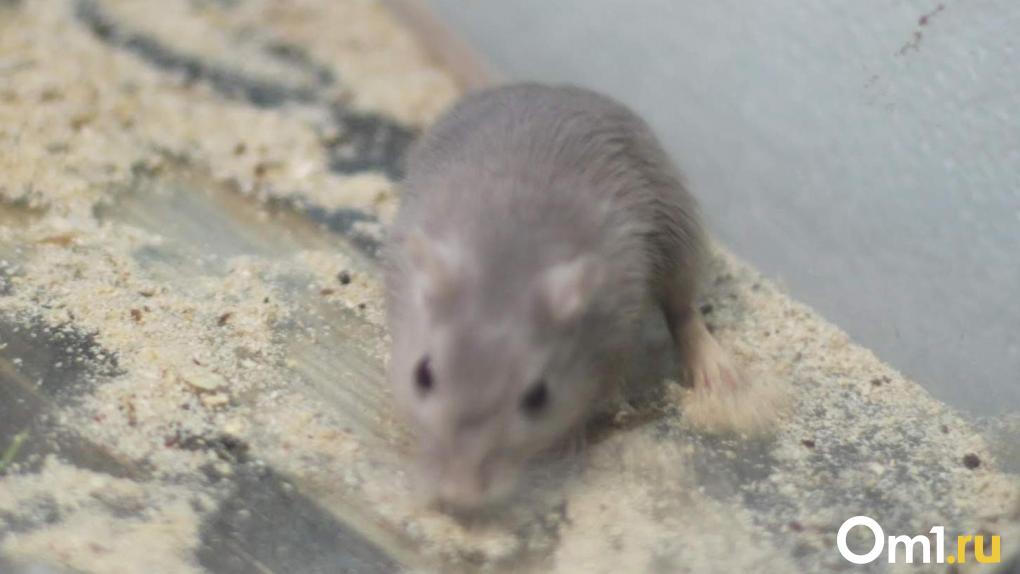 В Чкаловске появились крысы, плюющие на дератизацию