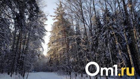 Электронный лесной реестр запустили в Новосибирской области