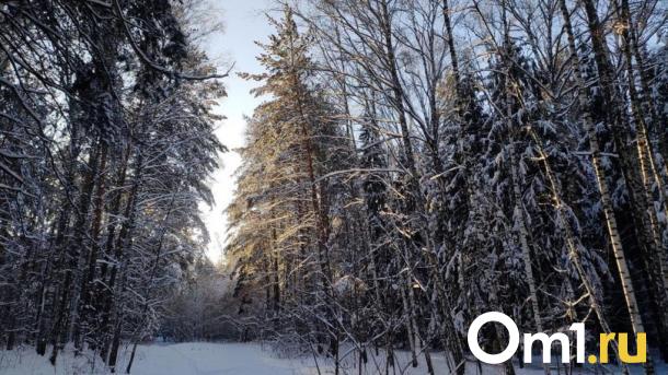 Электронный лесной реестр запустили в Новосибирской области