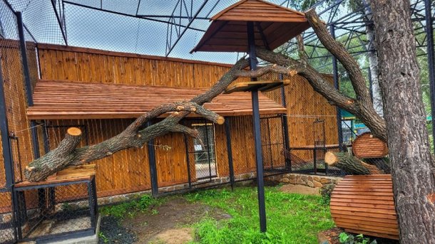 Элитные берлоги: в Большереченском зоопарке откроют новые вольеры для рысей