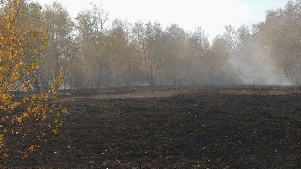 В Омской области за один день произошло три крупных лесных пожара