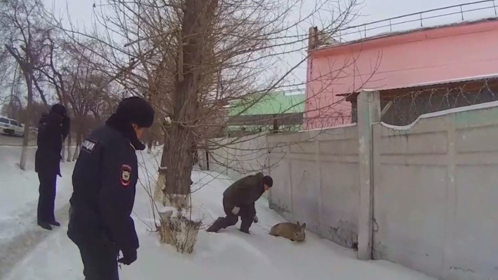 Омские полицейские спасли раненую косулю