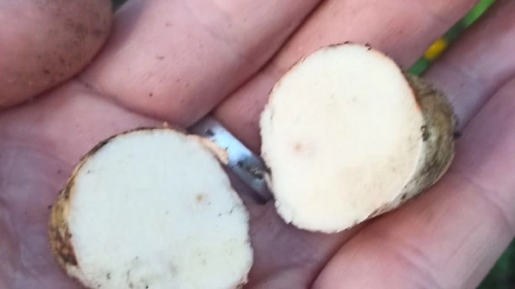 В новосибирском лесу нашли возбуждающий гриб с феромонами