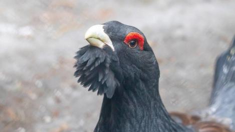 У птиц в Новосибирском зоопарке начался брачный период