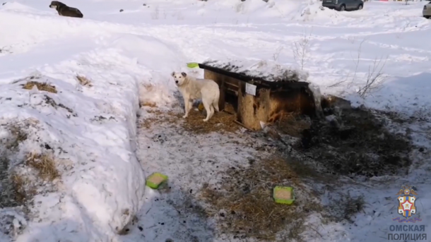 «Мешали отдыхать»: омич поджёг собачьи будки из-за громкого лая
