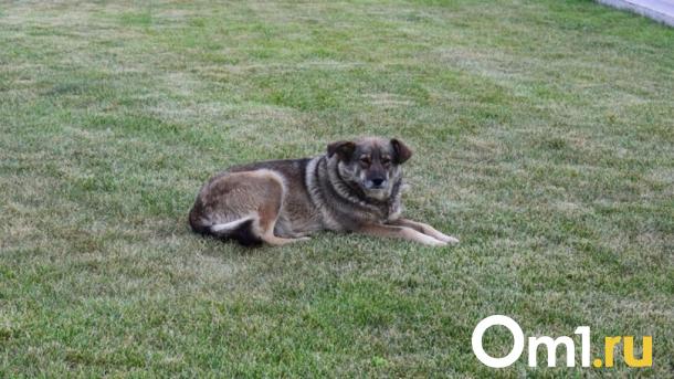 Из-за нападения бездомной собаки юной омичке зашили три раны