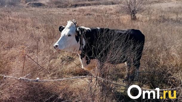 Карантин в Орловском: вспышка бешенства изменила жизнь села под Новосибирском