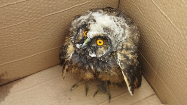 Никто не хочет брать. Неравнодушные омичи просят помочь спасти найденного совёнка