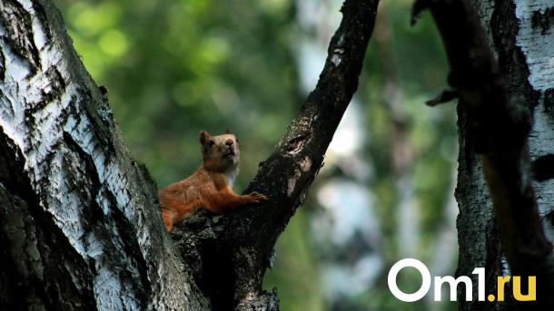 В центре Омска посетителей зоопарка терроризируют «хвостатые гопники»