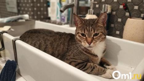 В Омске в четырёх округах не будет горячей воды: где именно?