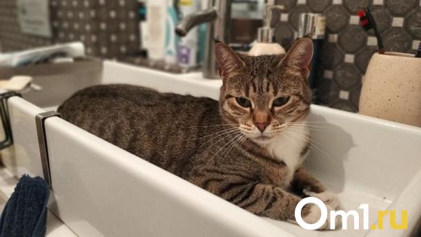 В Омске в четырёх округах не будет горячей воды: где именно?
