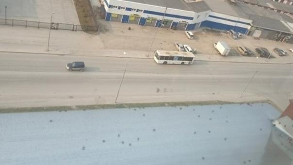 Нашествие клопов напугало жителей Новосибирска