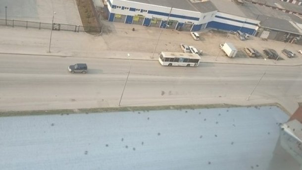 Нашествие клопов напугало жителей Новосибирска