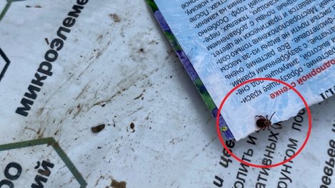 В новосибирском Роспотребнадзоре рассказали, в каких районах клещи чаще всего кусают людей