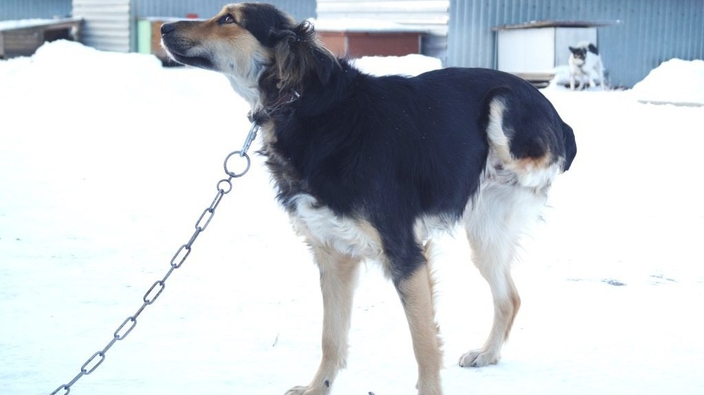 В Омске трехлапой брошенной собаке ищут дом – ФОТО