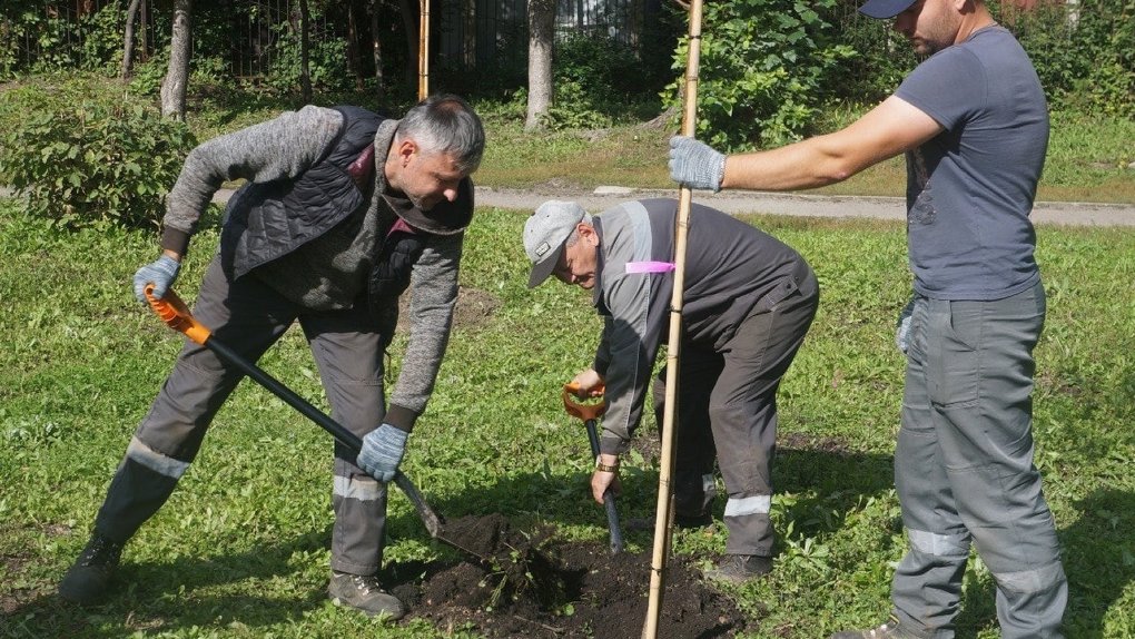 Мэрия Новосибирска высадила в «Берёзовой роще» 131 дерево