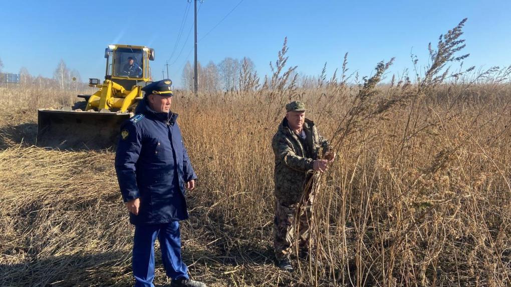 Гектар конопли уничтожили в Новосибирской области