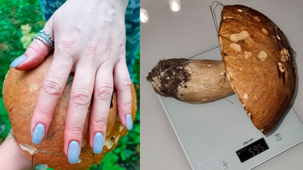 Шляпка размером с ладонь: гигантский гриб в полкилограмма нашла жительница Новосибирска