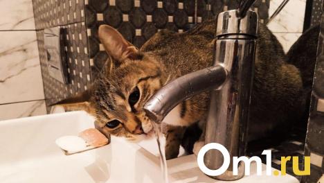 Сегодня омичи останутся без холодной воды