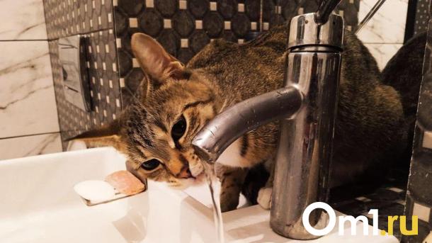 Сегодня омичи останутся без холодной воды