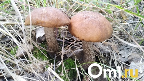 Омичи собирают первые благородные грибы