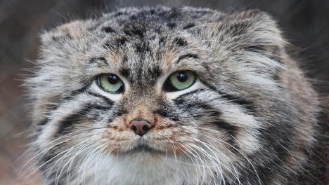 Шесть мордочек манулов показал Новосибирский зоопарк имени Р. А. Шило