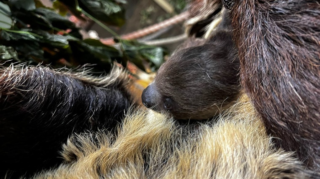 Покоряет вольер: в Новосибирском зоопарке показали родившегося в сентябре ленивца