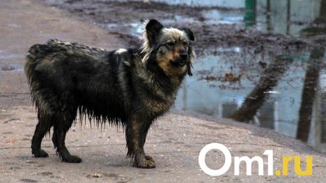 В Омской области повысят цены на отлов и содержание бездомных собак