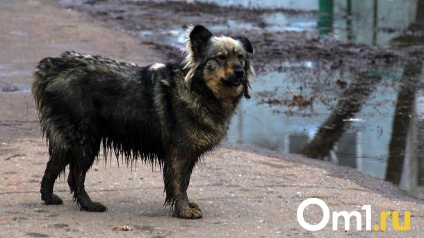В Омской области повысят цены на отлов и содержание бездомных собак