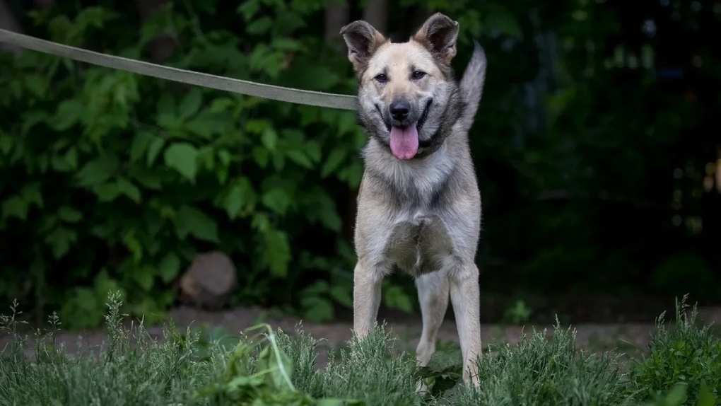 В Новосибирске собаке с ампутированной лапой ищут новых хозяев