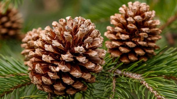 Новосибирск соберёт 935 килограммов семян деревьев: хватит на 6 миллионов деревьев