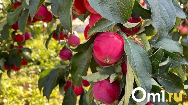 Дачный сезон: омские дачники рассказали, сколько готовы потратить на семена и рассаду