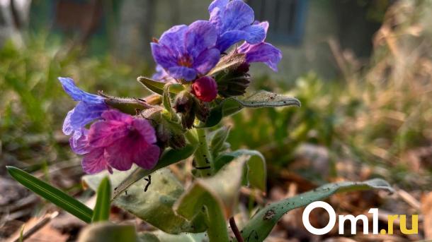 Пасмурно и дождливо: синоптики рассказали, какая будет погода в Омске в апреле
