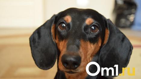 Собаки и кролик выехали за границу вместе с новосибирцами в новогодние выходные