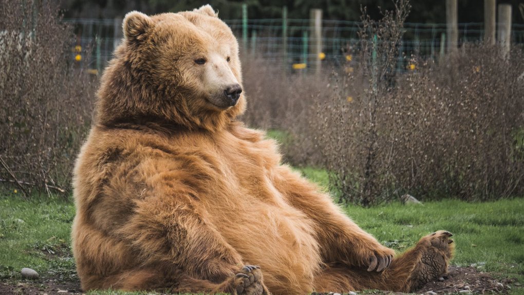 «Русское Радио» возьмет под опеку гималайского медведя на День защиты детей