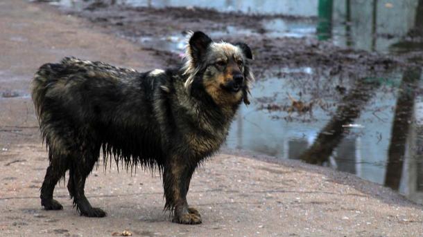 Неизвестные облили кислотой двух собак в Подмосковье за неделю