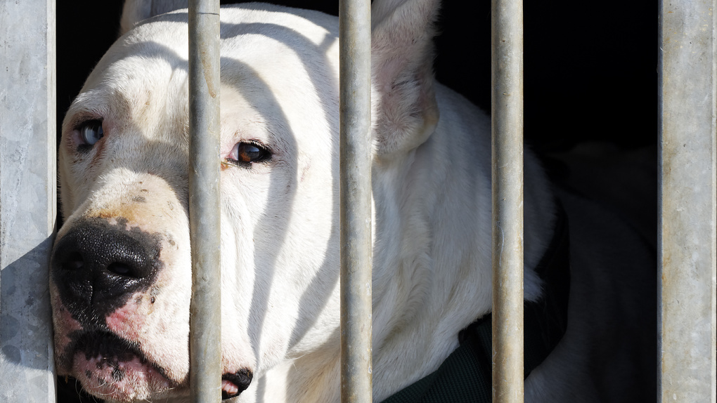 Крупная собака насмерть загрызла чихуахуа в Новосибирске