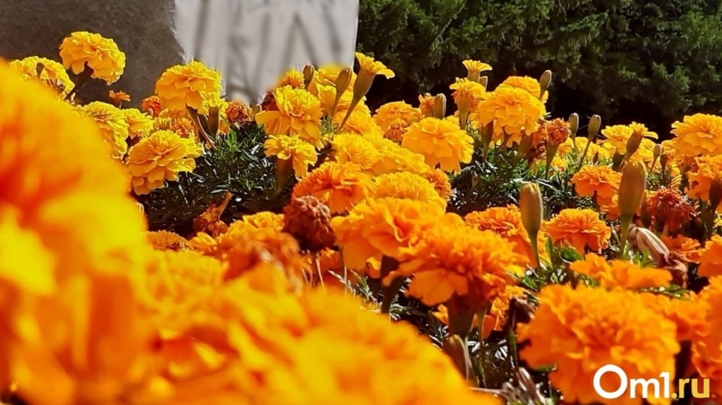 Как ухаживать за цветами в августе, рассказали новосибирцам