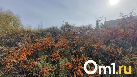 Ранний сезон: омичи поделились лучшими местами для сбора облепихи