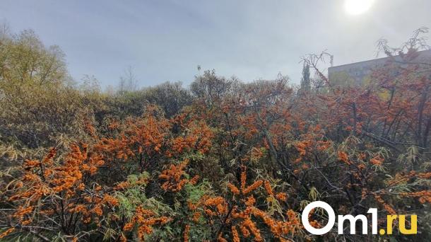 Ранний сезон: омичи поделились лучшими местами для сбора облепихи