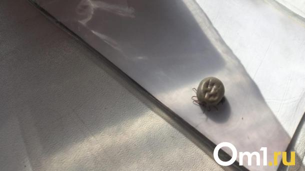 Опасайтесь клещей: в Новосибирской области за неделю зафиксировали более сотни новых укусов